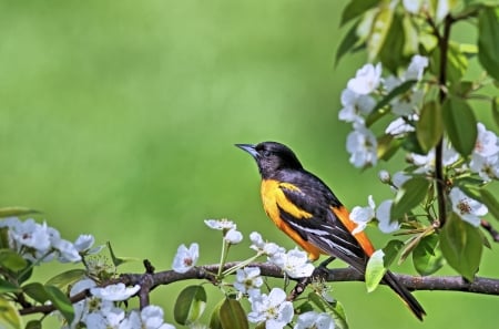 Oriole - bird, branch, yellow, blossom, oriole, spring, flower, white, green, pasare