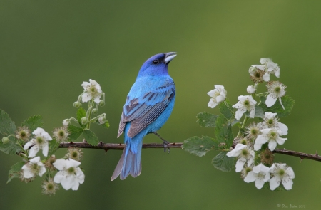 Indigo Cardinal - flower, bird, spring, blossom, blue, white, pasare, indigo cardinal, green