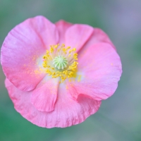 Pink poppy