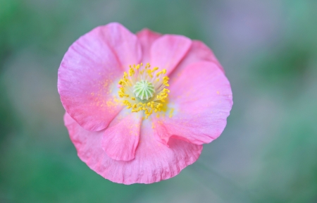 Pink poppy - poppy, yellow, green, flower, pink