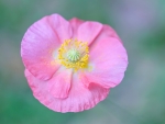 Pink poppy