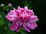 Peony