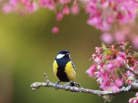 Spring - flower, blue tit, pink, black, igoi, bird, spring, blossom, yellow, great tit, pitigoi, pasare, pasari, branch, green