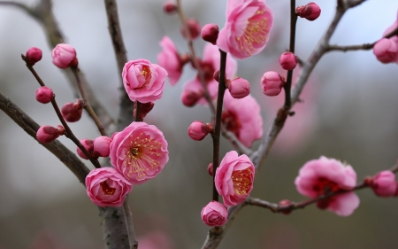 Spring - sakura, pink, branch, blossom, cherry, spring, flower