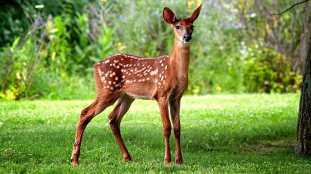 Little deer - animal, cute, deer, grass