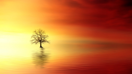 Summer - Look, Tree, Nature, Dawn