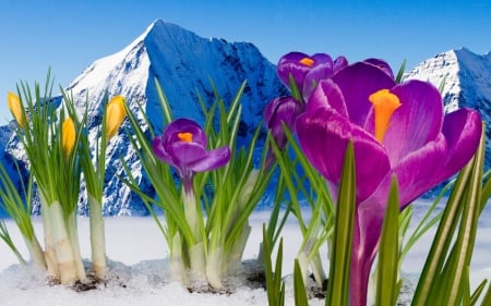 First Signs of Spring - landcape, blossoms, crocuses, snow, mountains, petals