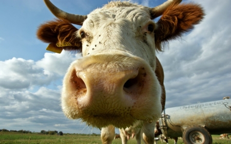 Le Moo - white, brown, long horn, texas, cow