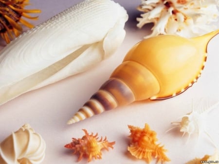 PRETTY SHELLS - shells, image, pretty, sea