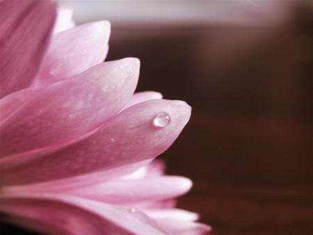 Pink Pedals - nature, flowers