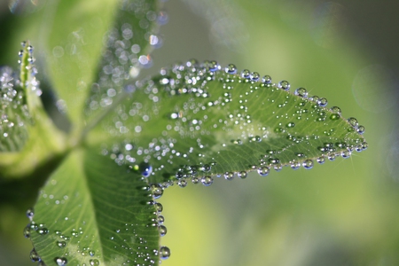 Dew - nature, leaf, dew