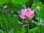 Pink Lotus