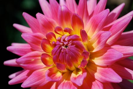 Pretty in Pink - flowers, nature