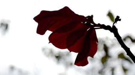 Red Leaf - leafs, nature, red