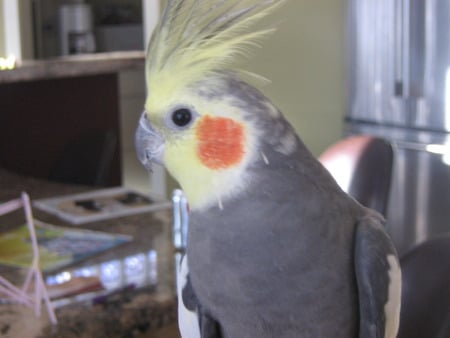 Ewan the cockatiel - cockatiel, bird, pet