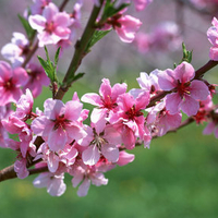 beautiful pink flowers