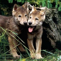Wolf Pups