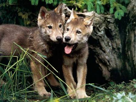 Wolf Pups - pups, twins, cute, wild, wolves