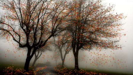 Falling Into Winter - widescreen, fall, trees, fog, autumn