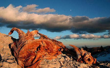 Cloudscape  - nature, sky, clouds