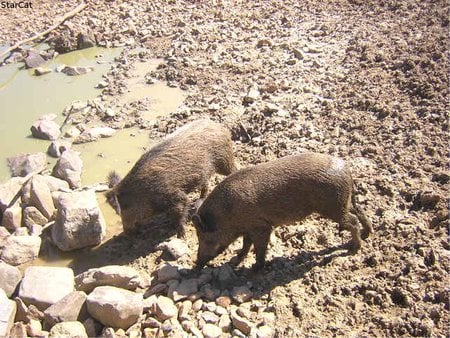 Wild hogs love... mud? - hogs, wild, pigs, swine