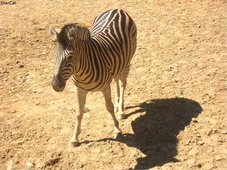 I'm still a zebra.... - zoo, zebra, horse, stripes