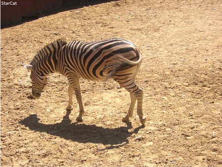 Zebra tries to escape from photoshoot - zoo, zebra, horse, stripes