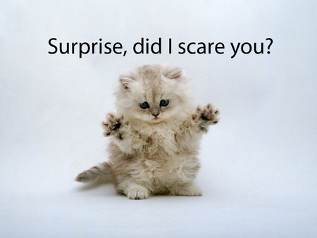 Surprise Kitty  - cat, kitty, funny, black, surprise, white, scare, lol, birthday