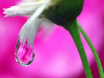 Peony Drops