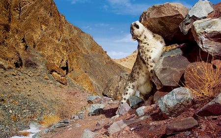 spoiled kitty - mountain, big cat, rocks, sky