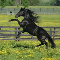 fresian stallion