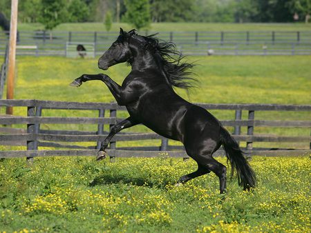 fresian stallion - black, freedom, beautyfull, wild