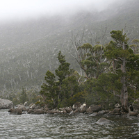 King William Pines (Athrotaxis selaginoides)