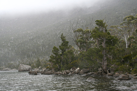 King William Pines (Athrotaxis selaginoides) - conifer, athrotaxis, australia, tasmania