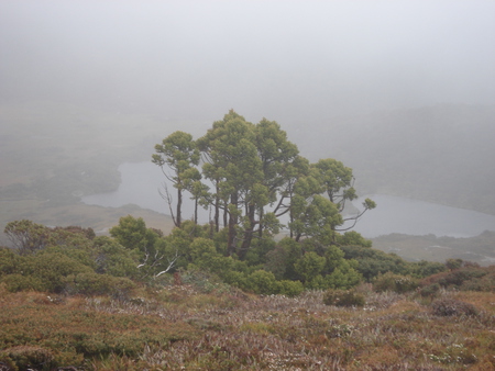 King William Pines (Athrotaxis selaginoides) - conifer, athrotaxis, australia, tasmania