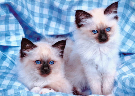 fluffy kittens - fluffy kittens, cool