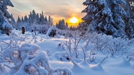 Winter Sunset - trees, winter, sunset, nature, landscape, snow, forest