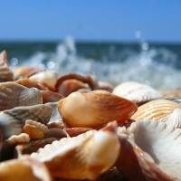 PILE OF SHELLS