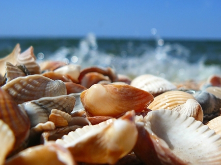 PILE OF SHELLS - nature, shells, image, sea