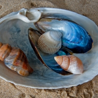 SHELLS IN A SHELL