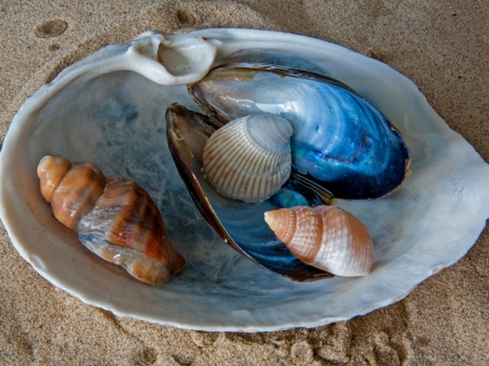 SHELLS IN A SHELL - nature, shells, image, five