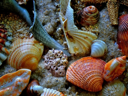 MANY SHELLS - nature, shells, image, many