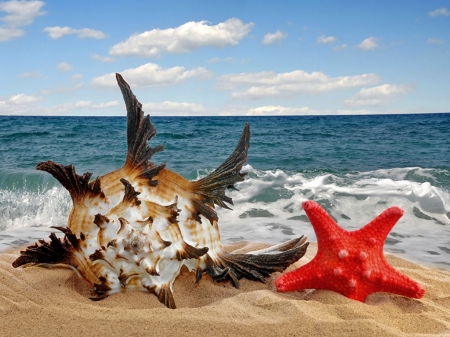 SHELL AND STARFISH - starfish, nature, image, shell