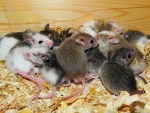 MOUSE FAMILY