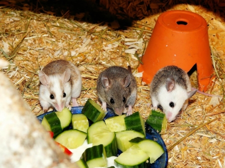 MEAL TIME - THREE, FEEDING, MICE, ANIMALS