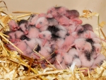 BABY MICE