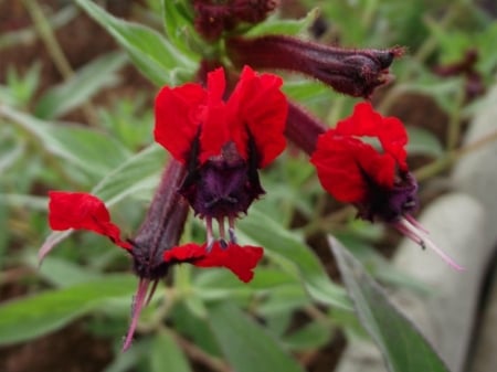 CUPHEA....''TINY MICE'' - flowers, black, pretty, red