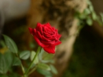 PRETTY RED ROSE