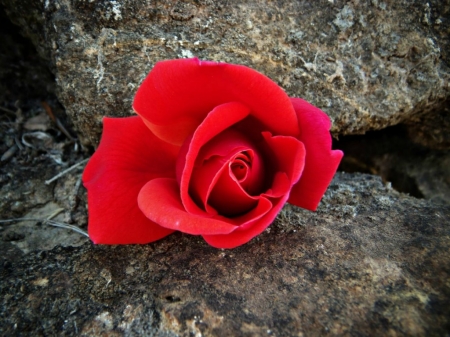 PRETTY ROSE