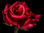 BEAUTIFUL ROSE